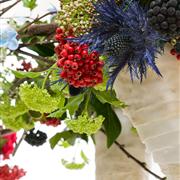 Christmas Florist&#39;s Choice