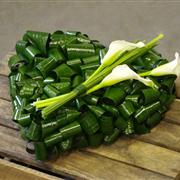 Aspidistra Heart 