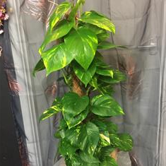 Scindapsus