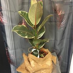 Ficus Robusta Variegated 